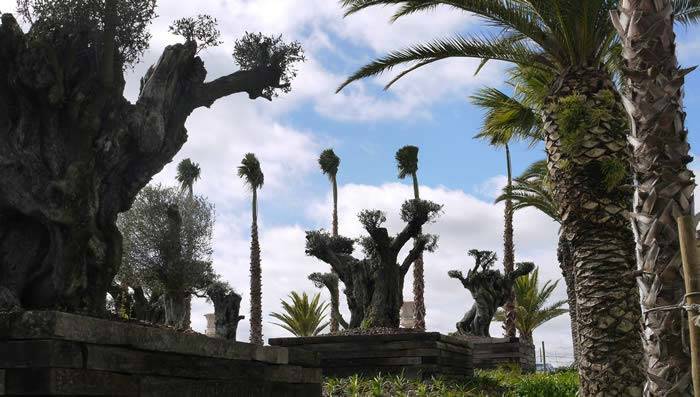 Ancient Olive Trees and Hardy Palm Trees at the Buddha Eden Garden
