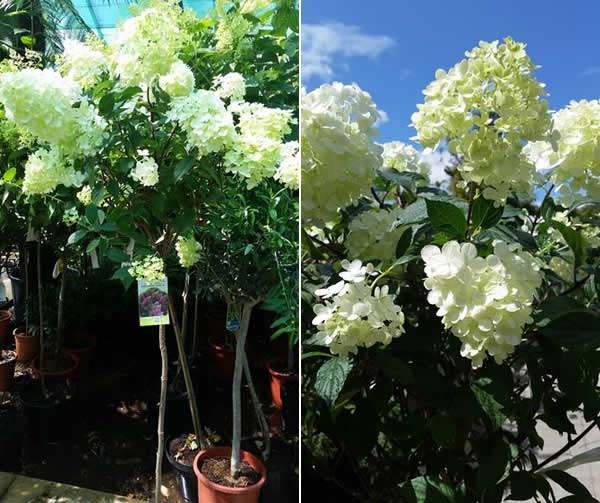 Hydrangea Vanille Fraise