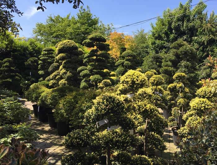 Ilex Crenata Cloud Trees 