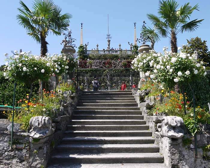 Standard Rose Trees and Tropical Palms