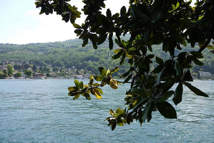 View over Lago Maggiore from a Magnolia Grandiflora