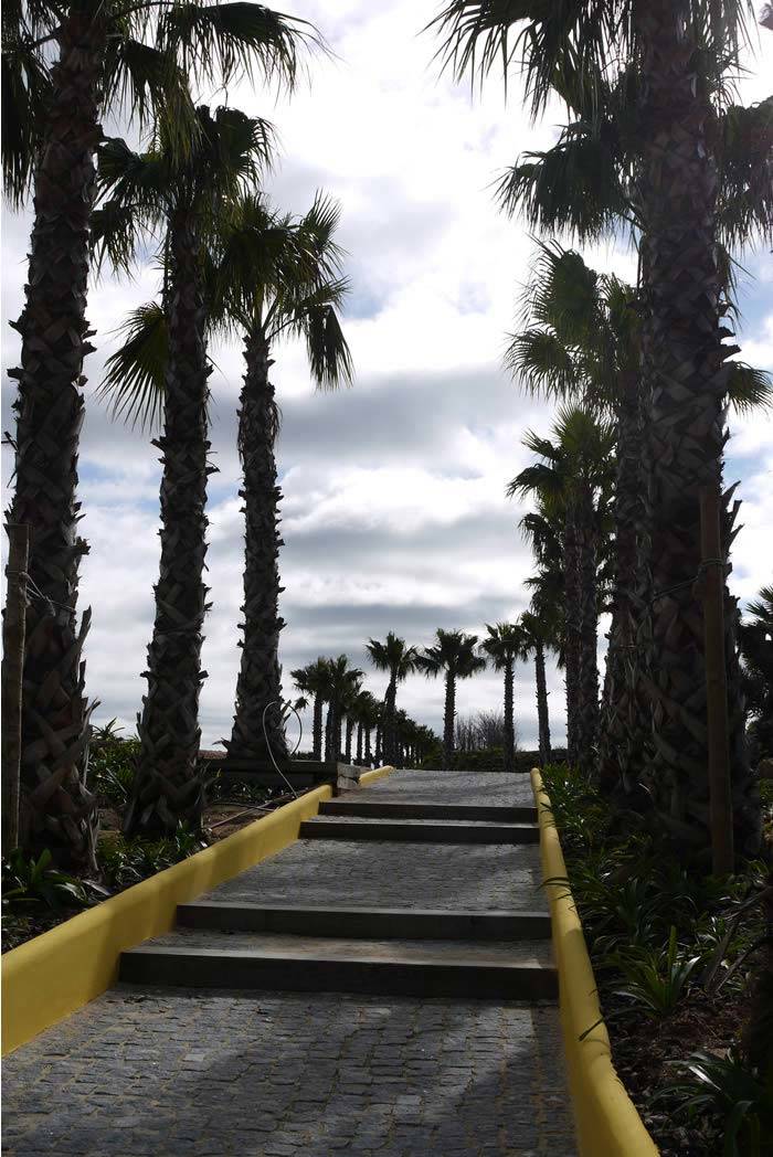 Palm Tree Avenue at Buddha Eden Garden