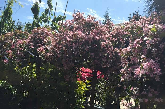 Half Standard Rhaphiolepis Indica Springtime in bloom