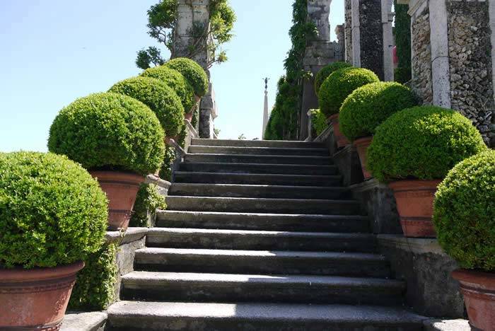 Taxus Baccata Topiary Balls