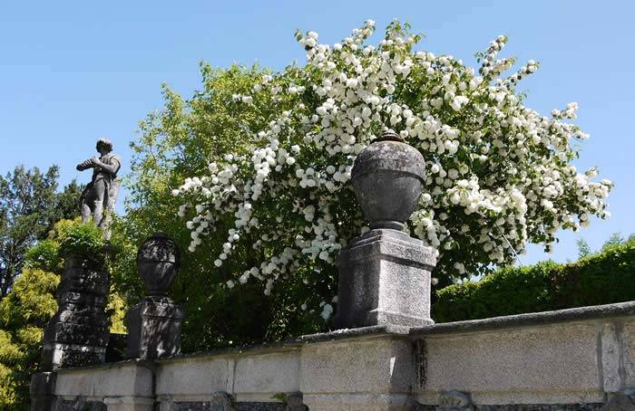 Profuse White Flowering Viburnum