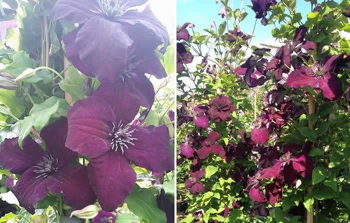 Clematis Dark Eyes, a decorative climber