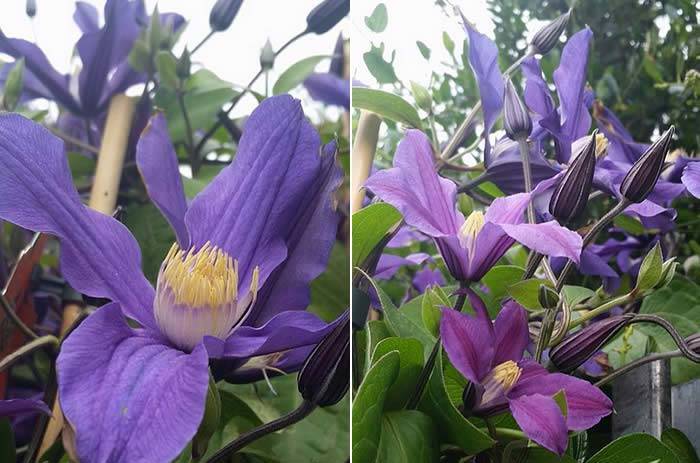 Clematis Fukuzono