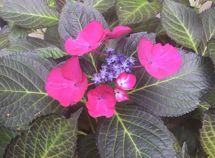 Hydrangea Macrophylla Dark Angel