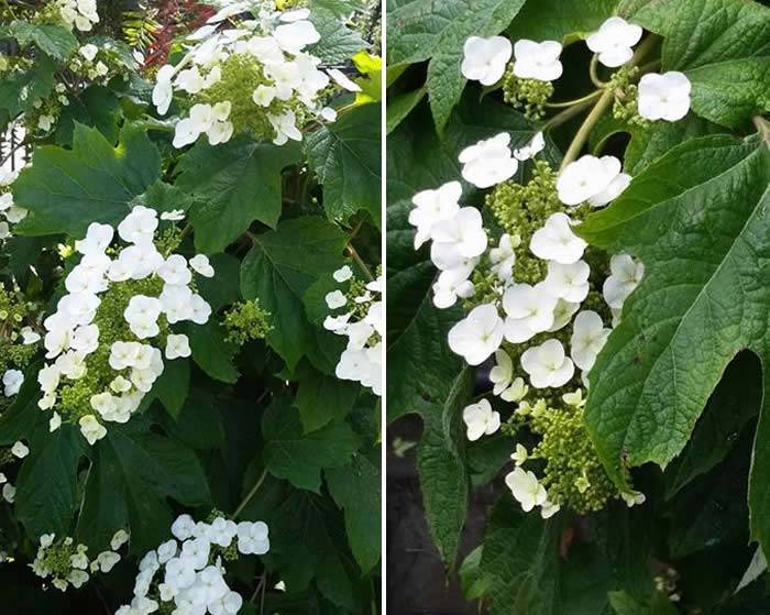 White Flowering Hydrangea Quercifolia 