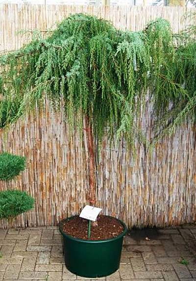 Juniperus Communis Horstmann, a pendulous variety of common Juniper