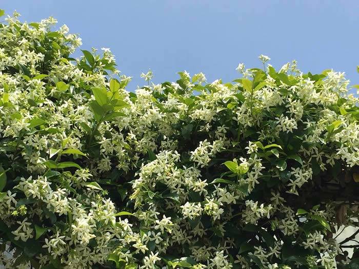 Flowering Jasmine - one of the best loved scented climbers