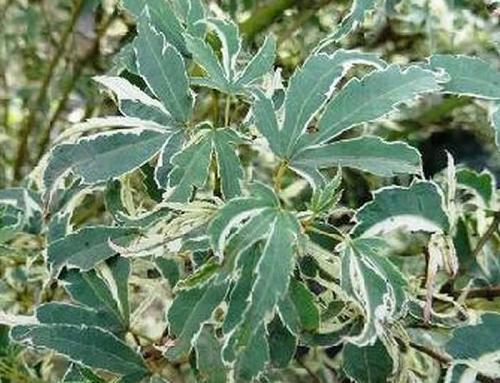 Variegated Acers