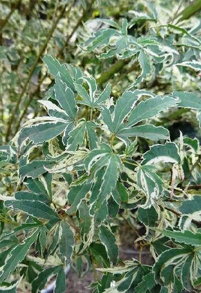 Variegated Acers - Acer Palmatum Butterfly, a most popular variegated acer with uniform markings