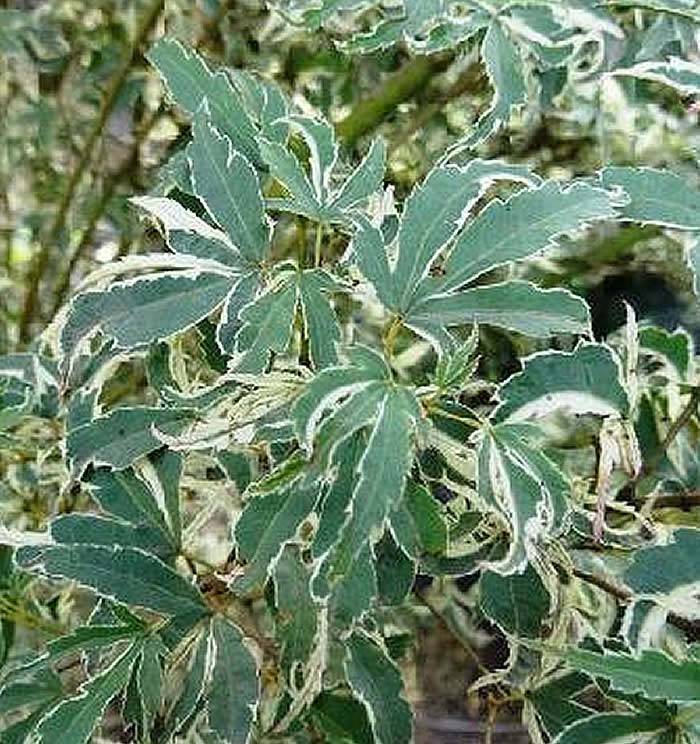 Variegated Acers - Acer Palmatum Butterfly, a most popular variegated acer with uniform markings