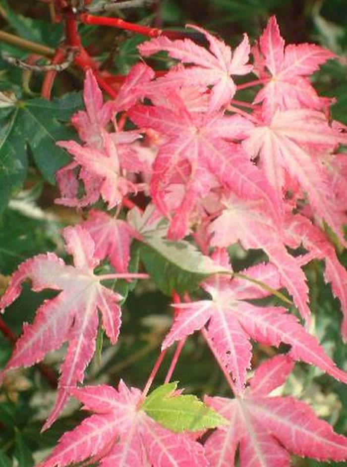 Variegated Acers - Acer Palmatum Orido Nishiki a rare variegated cultivar with pink and white foliage in spring