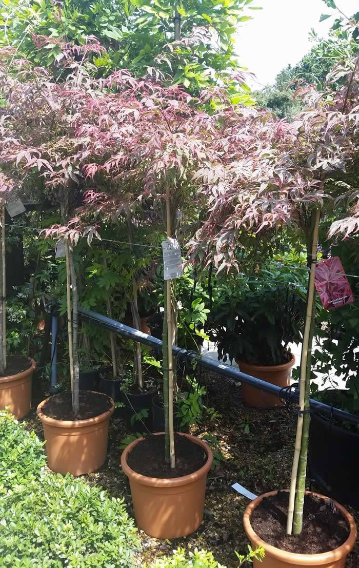 Variegated Acers - Acer Palmatum Shirazz in elegant half standard shape