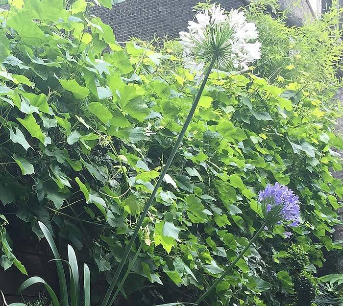 Blue and White Flowering Agapanthus