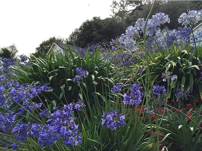 Blue Agapanthus in a coastal setting