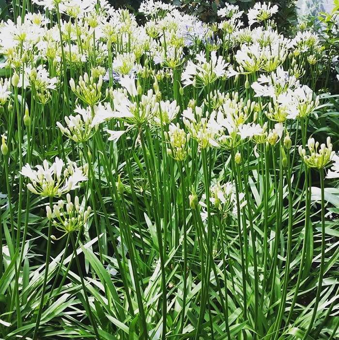 Agapanthus White Storm