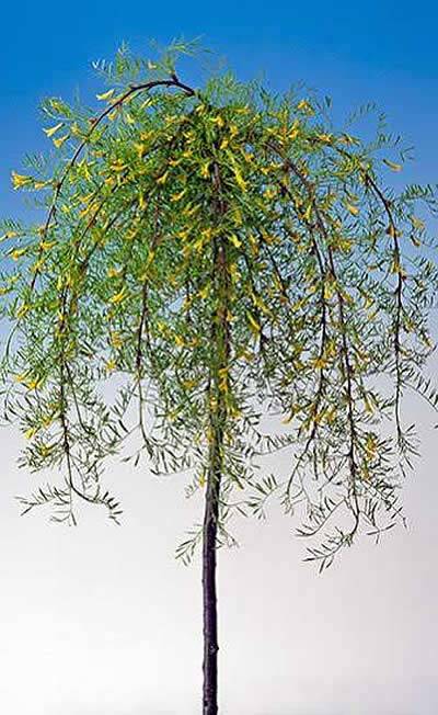 Weeping Branches Pendulous Trees, Weeping Trees For Landscaping