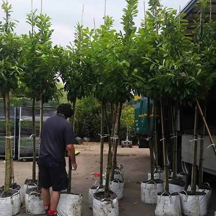 Cherry Laurel Full Standard Trees Ready For Planting, buy online UK