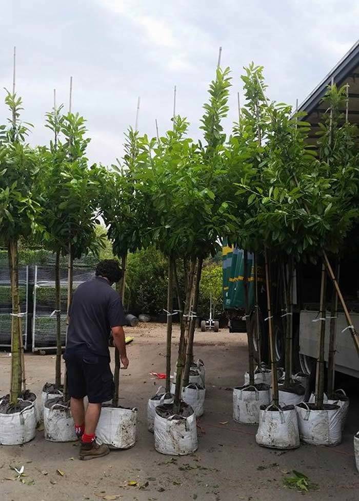 OUR SPECIAL OFFER – WE ARE OFFERING 3 TREES FOR ONLY £600 PLUS DELIVERY