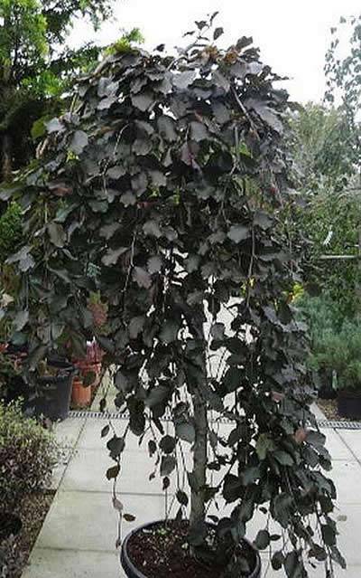 Weeping Branches Pendulous Trees, Weeping Trees For Landscaping