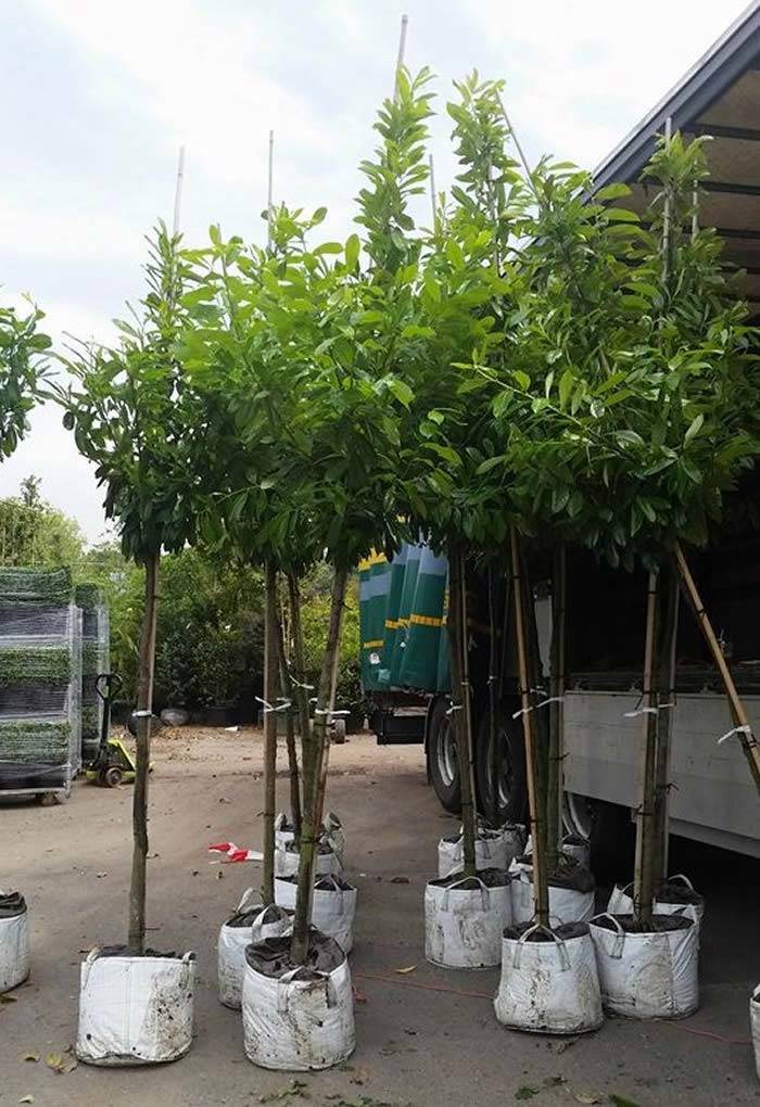 Extra Mature Clear Stem Evergreen Trees - Cherry Laurel Trees over 3 metres tall