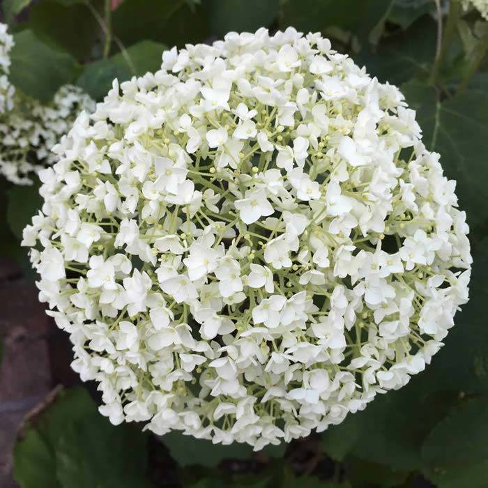 Hydrangea Annabelle 