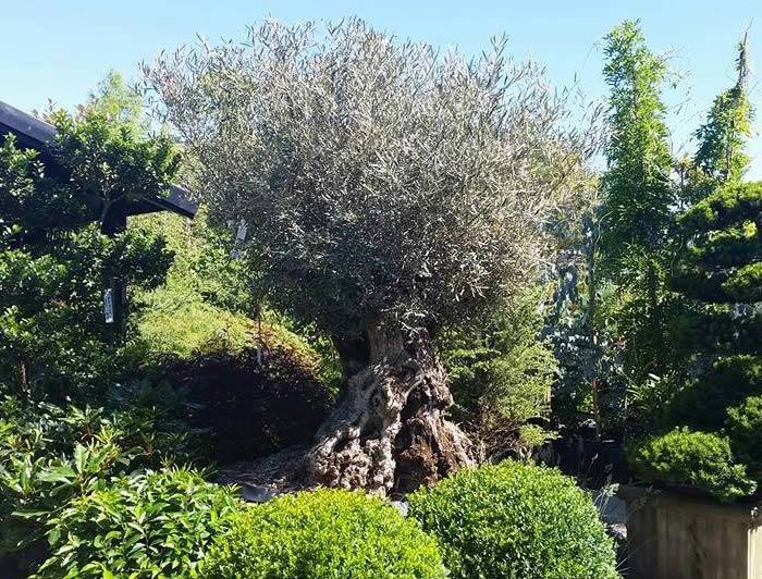Olive Trees Offer and How To Plant Them During The Summer