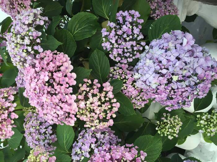 Pale Lilac Hydrangea Macrophylla