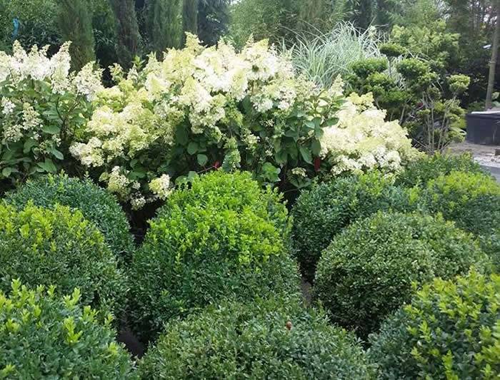 Great Offers on Plants for your garden this summer