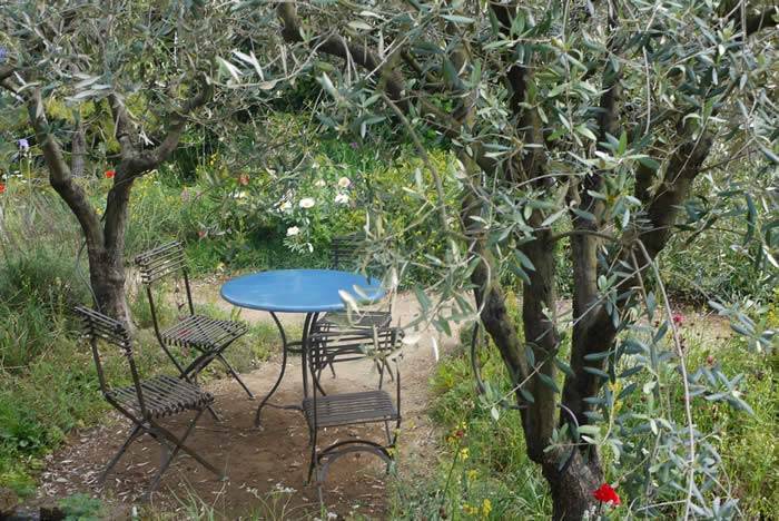Create your own oasis this summer with our amazing plant offers