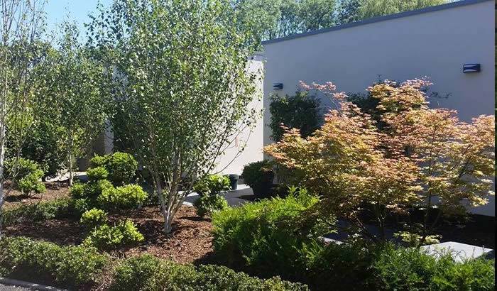 Mature Trees Available at Paramount Plants