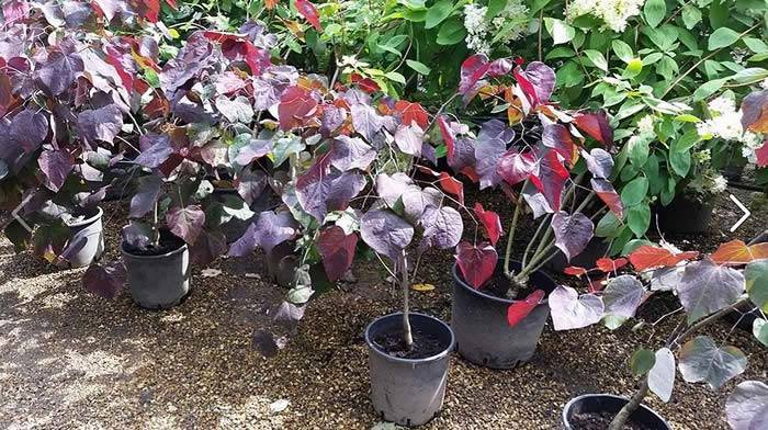 Plants with red leaves - Cercis Canadensis Forest Pansy