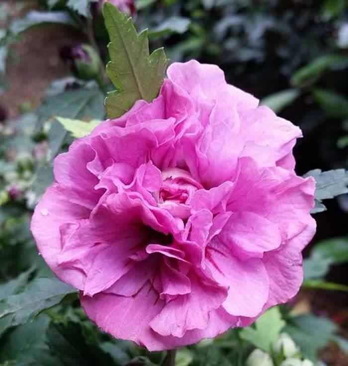 Hibiscus Syriacus Duc De Brabant