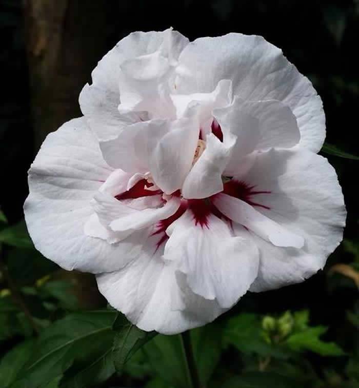 Hibiscus Syriacus Monstrosus(Rose of Sharon)