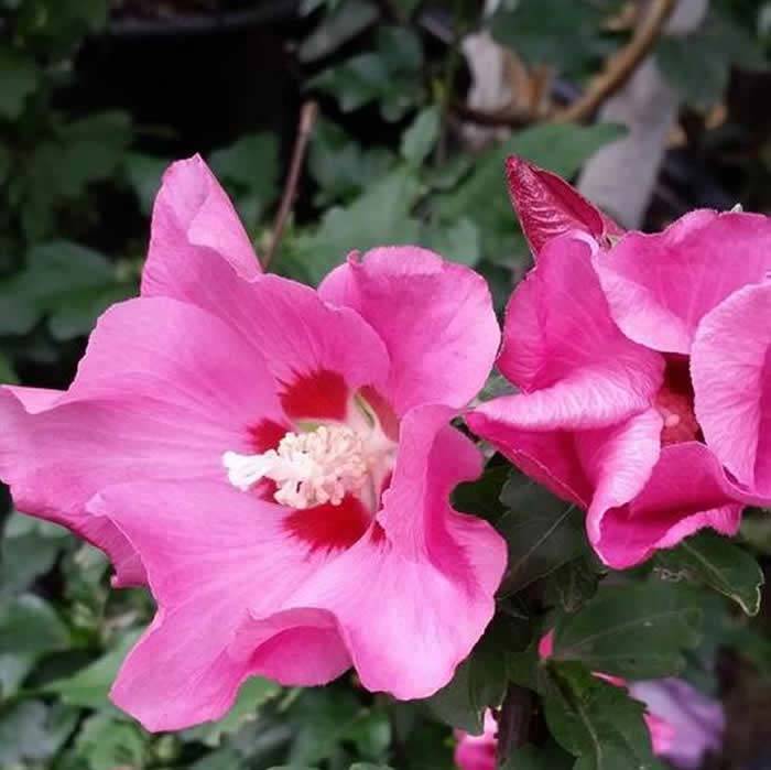 Hibiscus Syriacus Woodbridge (Rose of Sharon)