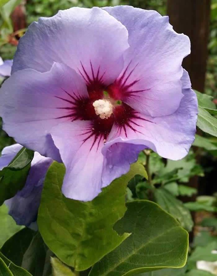 Hibiscus Syriacus Oiseau Bleu (Rose of Sharon)