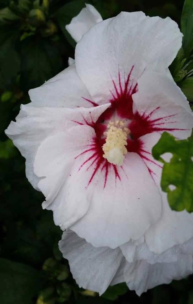 Hibiscus Syriacus Red Heart (Rose of Sharon)`Hibiscus Syriacus Red Heart (Rose of Sharon)