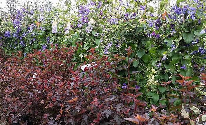 Plants with Red Leaves - Physocarpus Opulifolius Diabolo