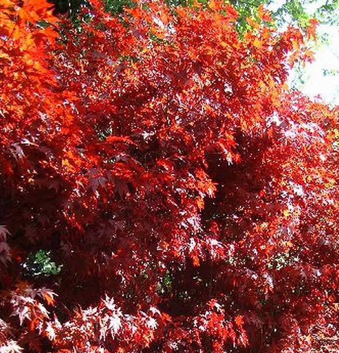 Plants with red leaves - Acer Palmatum Bloodgood