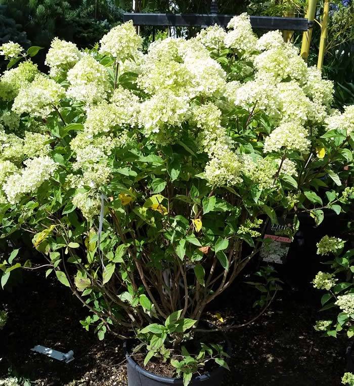 Hydrangeas for small gardens - Hydrangea paniculata Little Lime