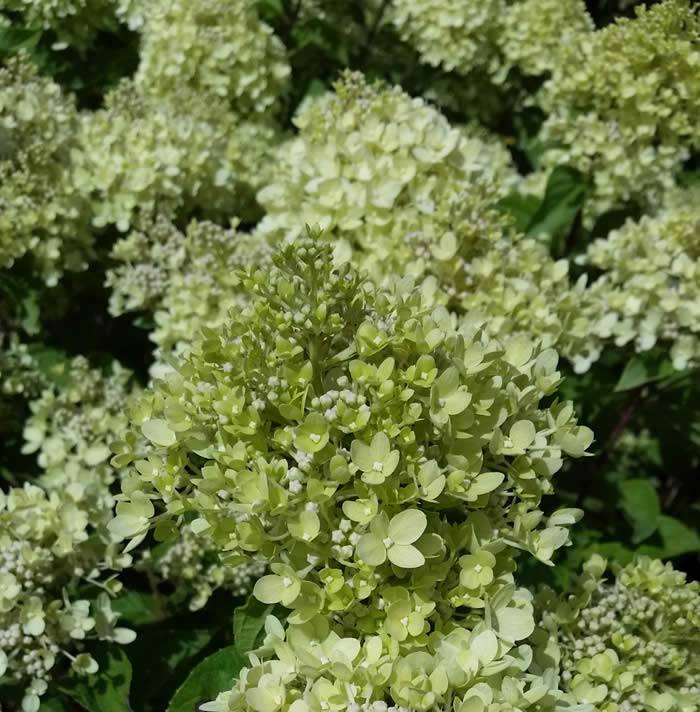 Hydrangea Little Lime 