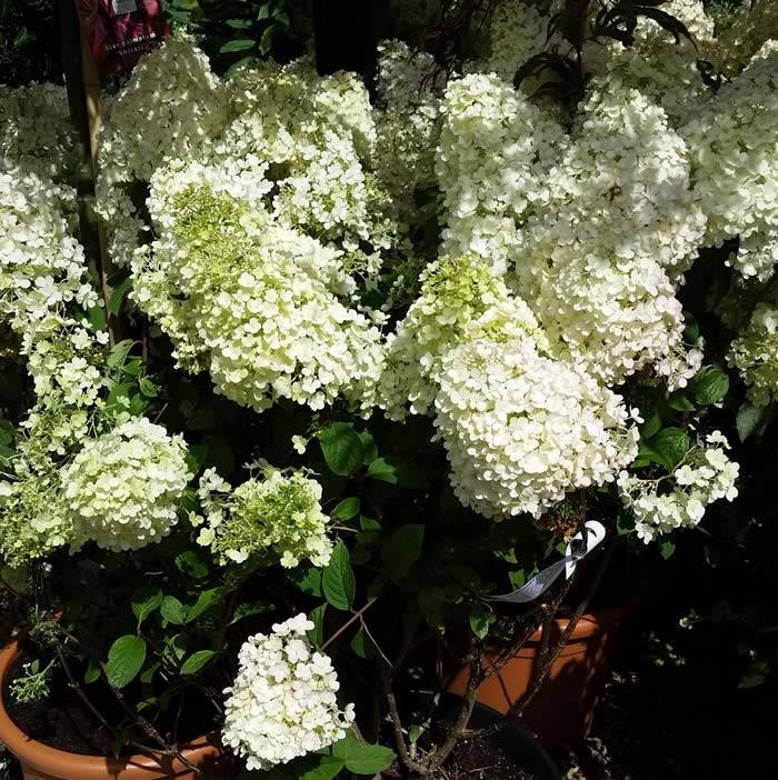 Hydrangeas for small gardens - Hydrangea Paniculata Bobo
