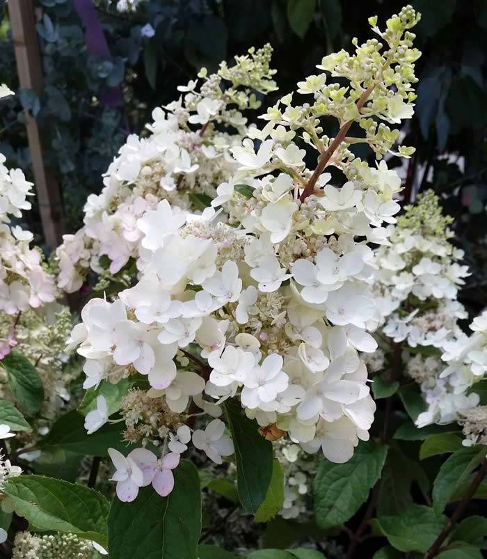 Hydrangeas for small gardens - Hydrangea Paniculata Pinky Winky