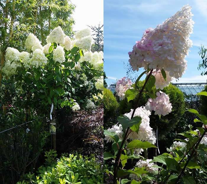 Hydrangea Trees Half Standard