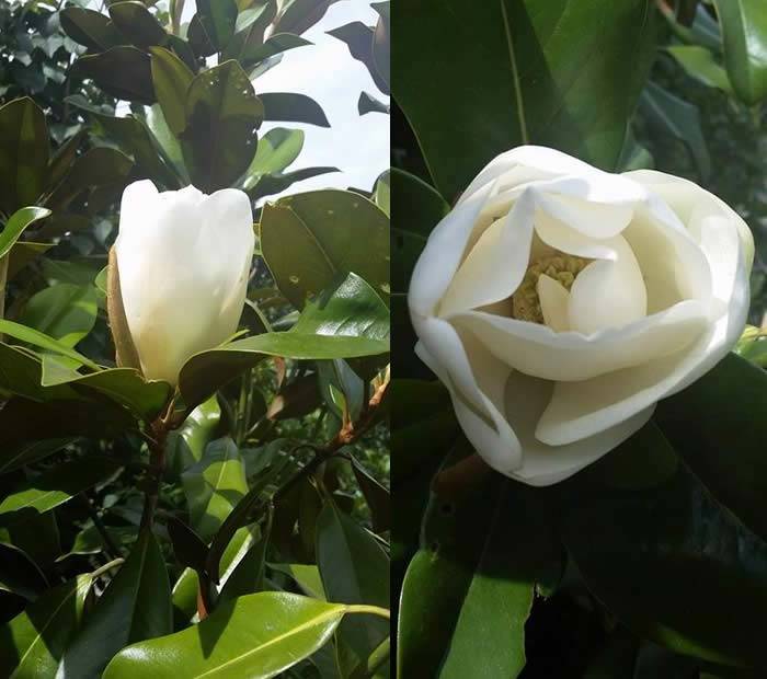 Magnolia Grandiflora flowering buy online UK