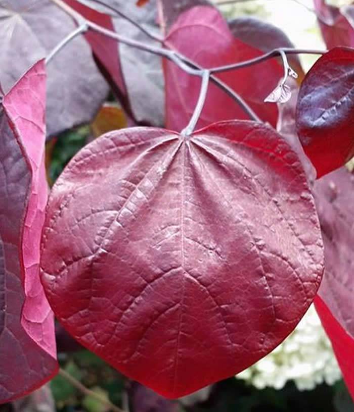Plants with red leaves