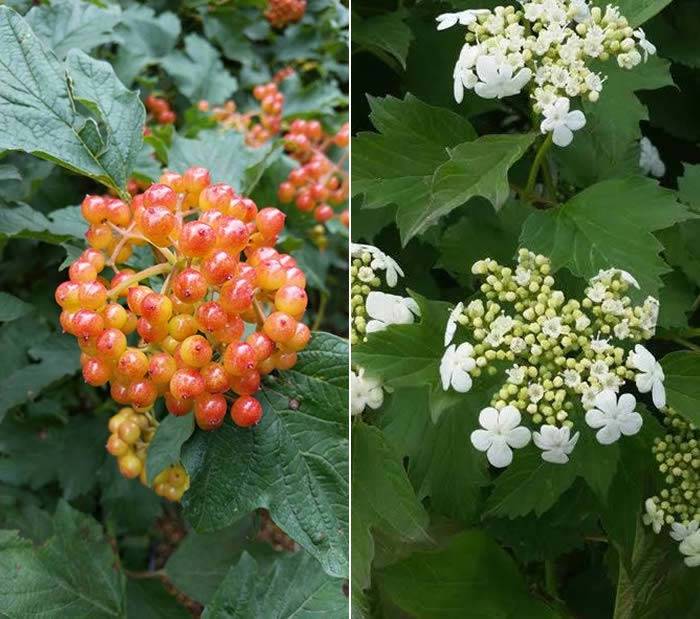 Viburnum Opulus Compactum buy online UK